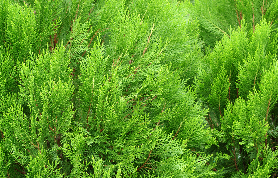 Cedar Leaf Oil