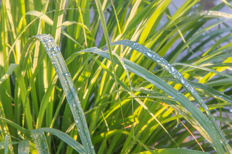 Citronella Oil