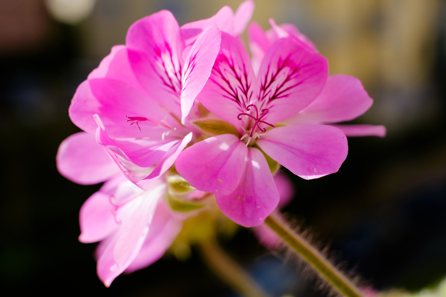 Geranium Oil