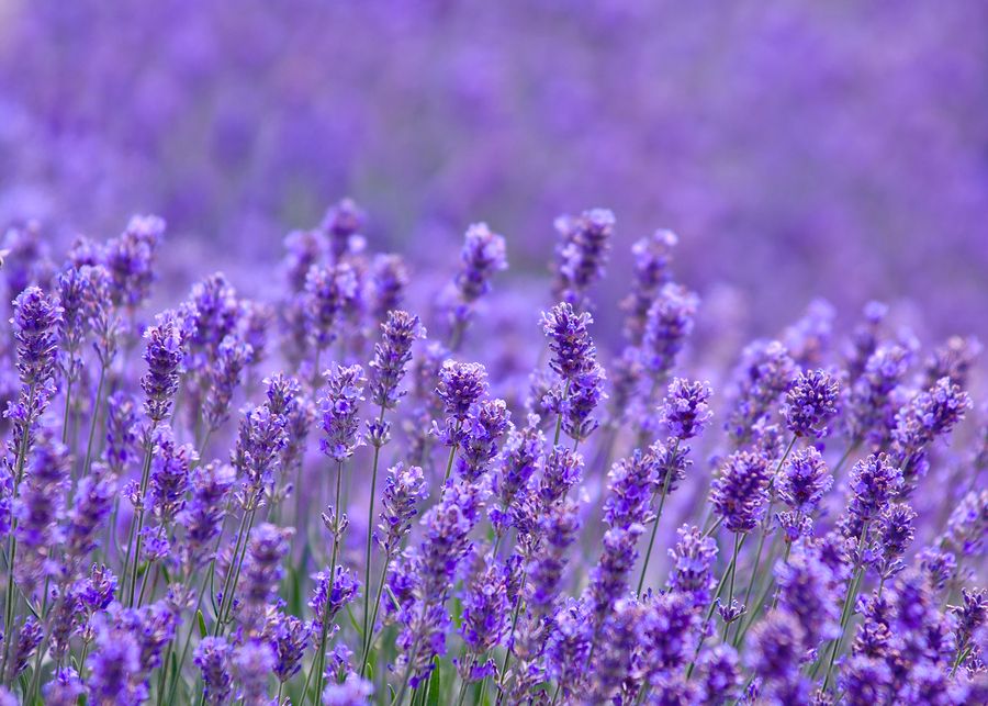 Lavender Oil