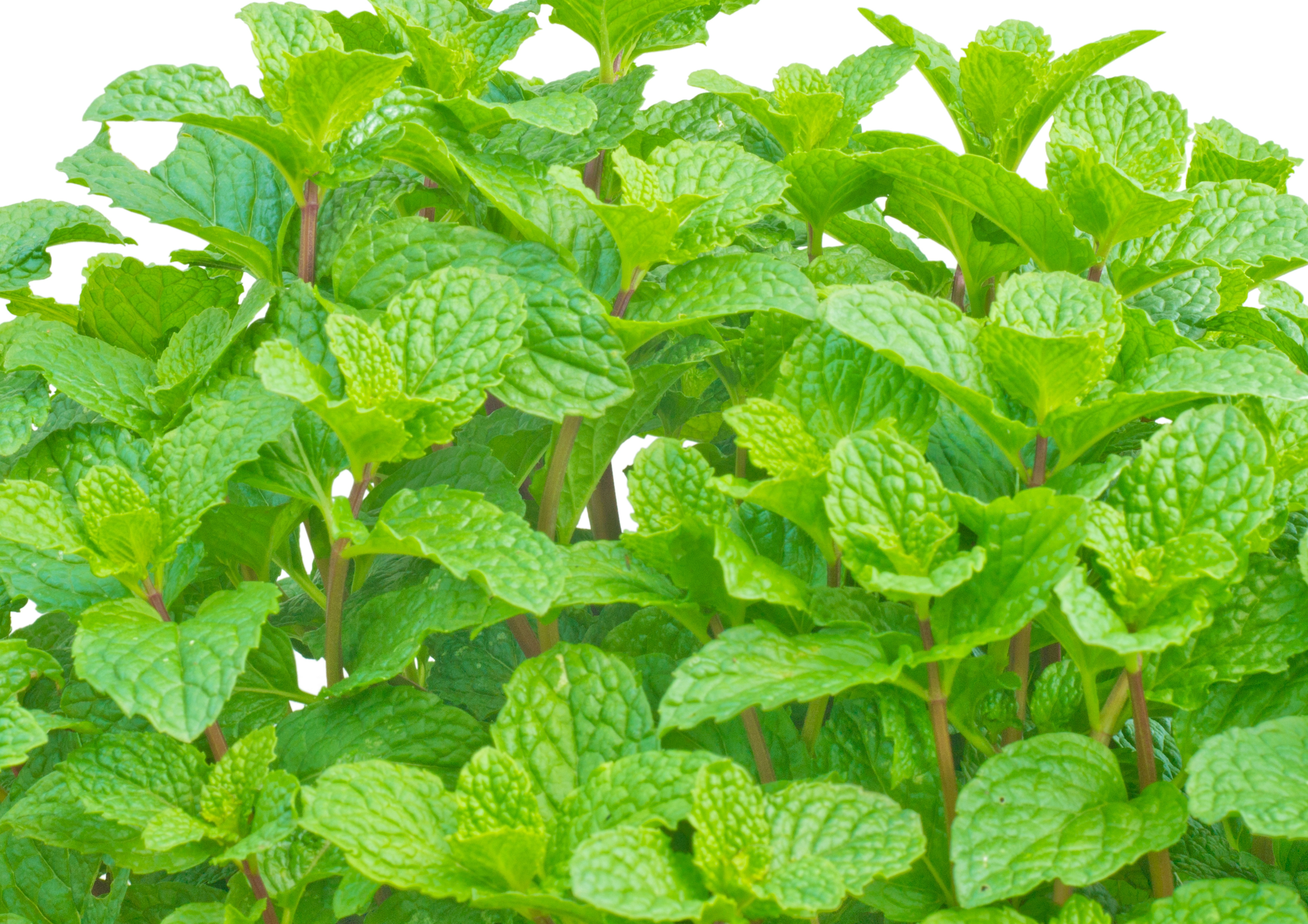 Spearmint Oil