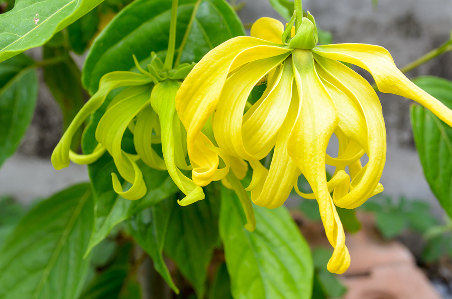 Ylang Ylang Oil