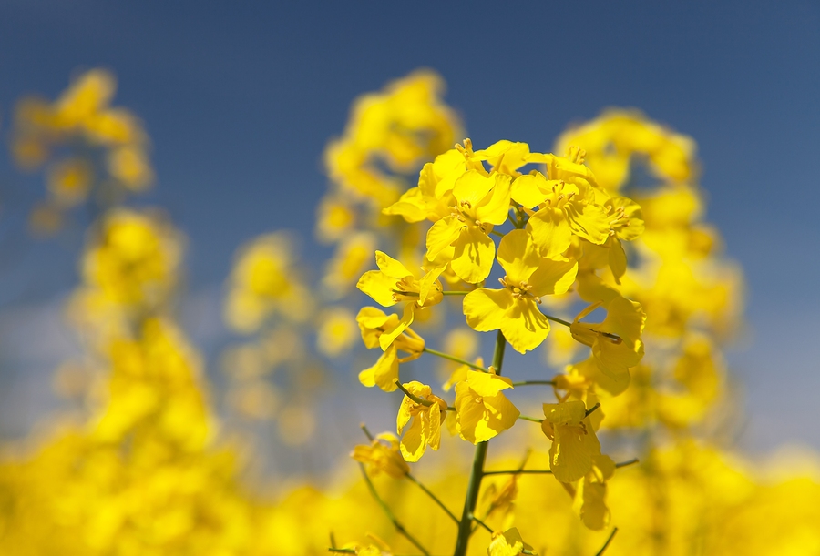 Canola Oil