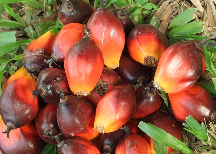 Palm Oil