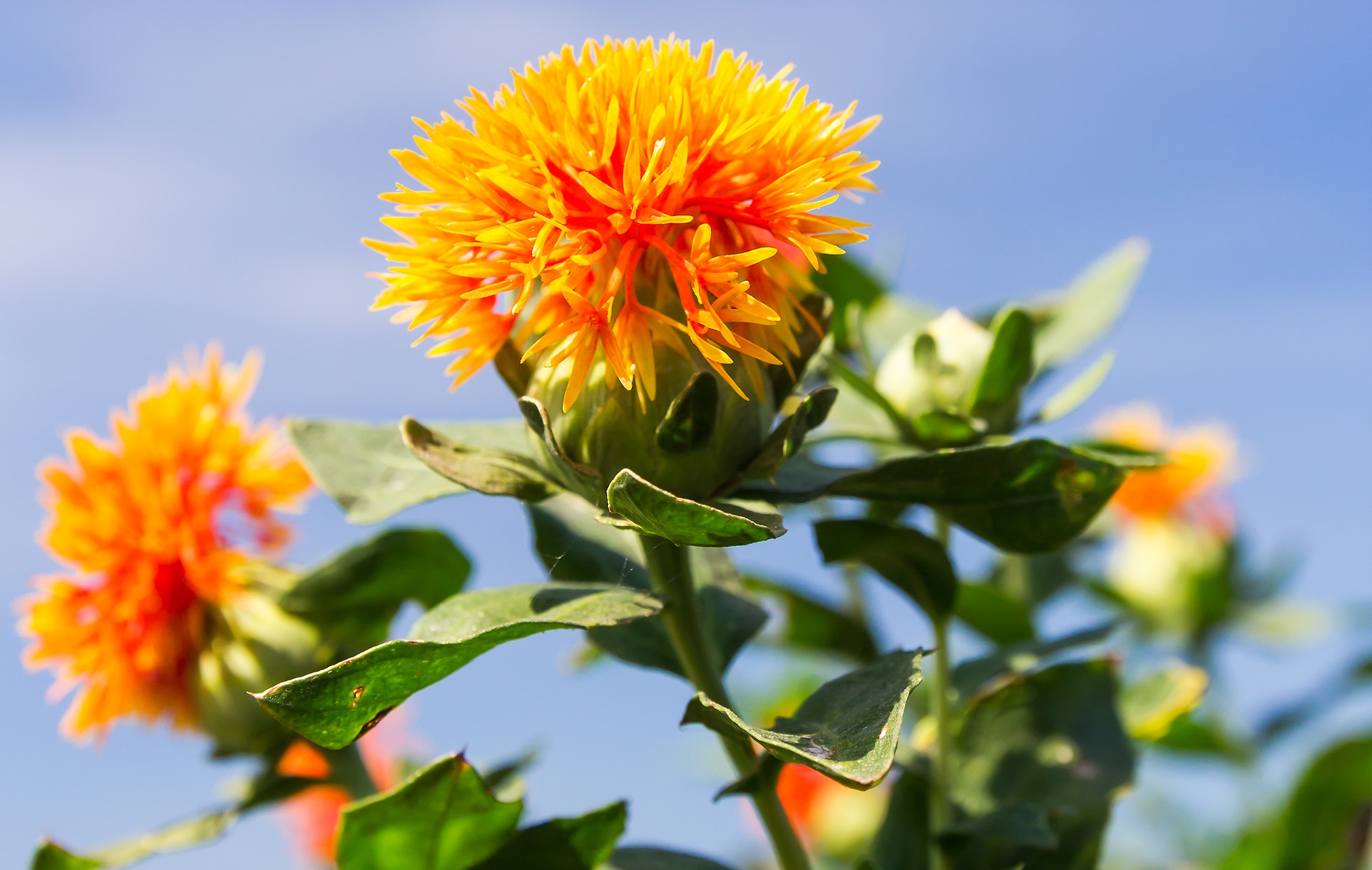 Safflower Oil